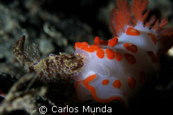 KISS OF DEATH - a nudi snacks on another nudi at critter ... by Carlos Munda 